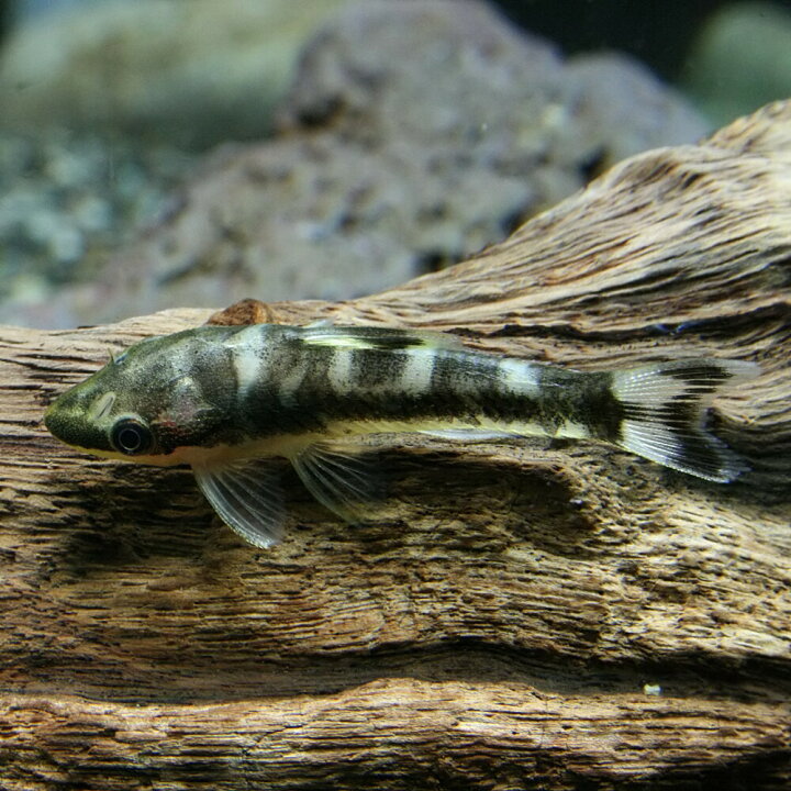 楽天市場 熱帯魚 生体 ニューゼブラオトシン 約3cm 1匹 水槽 熱帯魚 観賞魚 飼育 生体 通販 販売 アクアリウム あくありうむ 小型 ネオス 楽天市場店 楽天市場 熱帯魚 生体 ニューゼブラオトシン 約3cm 1匹 水槽 熱帯魚 観賞魚 飼育 生体 通販 販売 アクアリウム あくありうむ 小型 ネオス 楽天市場店