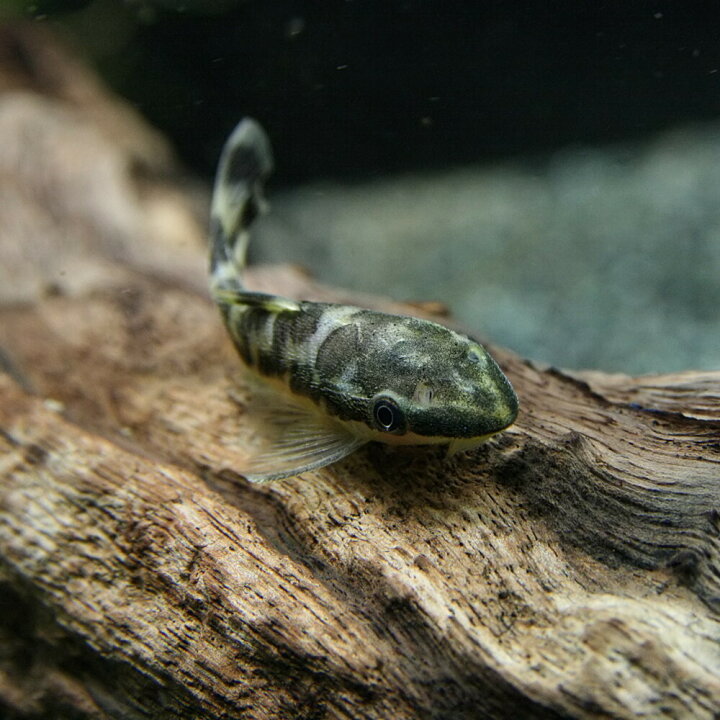楽天市場 熱帯魚 生体 ニューゼブラオトシン 約3cm 1匹 水槽 熱帯魚 観賞魚 飼育 生体 通販 販売 アクアリウム あくありうむ 小型 ネオス 楽天市場店 楽天市場 熱帯魚 生体 ニューゼブラオトシン 約3cm 1匹 水槽 熱帯魚 観賞魚 飼育 生体 通販 販売 アクアリウム あくありうむ 小型 ネオス 楽天市場店
