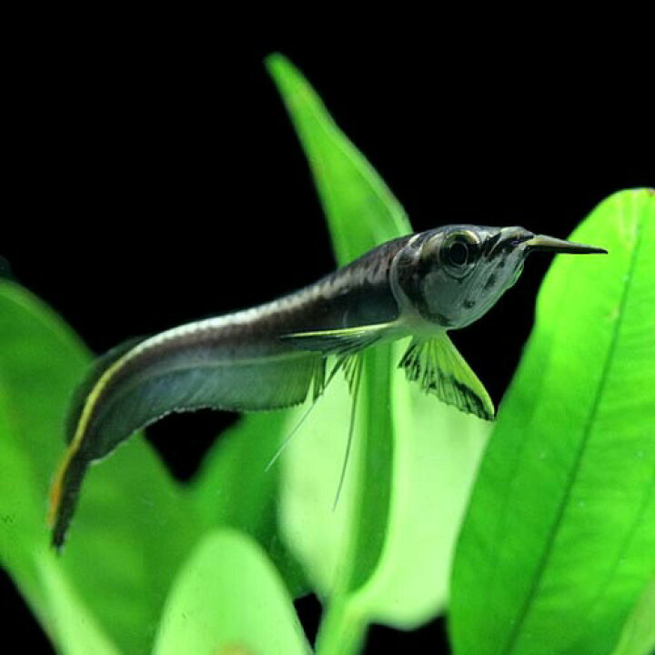 楽天市場】(熱帯魚 生体)ブラックアロワナ （Sサイズ 約6-7cm 