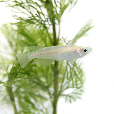 (日淡)白メダカ(約2-3cm)(100匹)【水槽/熱帯魚/観賞魚/飼育】【生体】【通販/販売】【アクアリウム/あくありうむ】