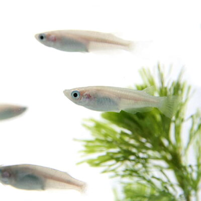 (日淡)白メダカ(約2-3cm)(100匹)【水槽/熱帯魚/観賞魚/飼育】【生体】【通販/販売】【アクアリウム/あくありうむ】