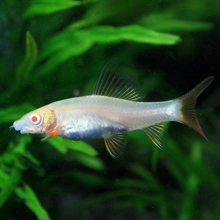 楽天市場 熱帯魚 生体 アルビノレインボーシャーク 約４cm ３匹 水槽 熱帯魚 観賞魚 飼育 生体 通販 販売 アクアリウム あくありうむ 小型 ネオス 楽天市場店