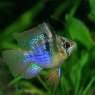 (熱帯魚 生体)バルーンラミレジィ（約2.5-3cm）（1匹）