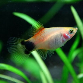 楽天市場 ミッキー 観賞魚 熱帯魚 アクアリウム ペット ペットグッズの通販