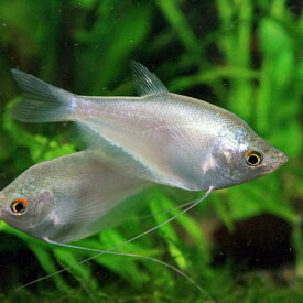 楽天市場 熱帯魚 販売の通販