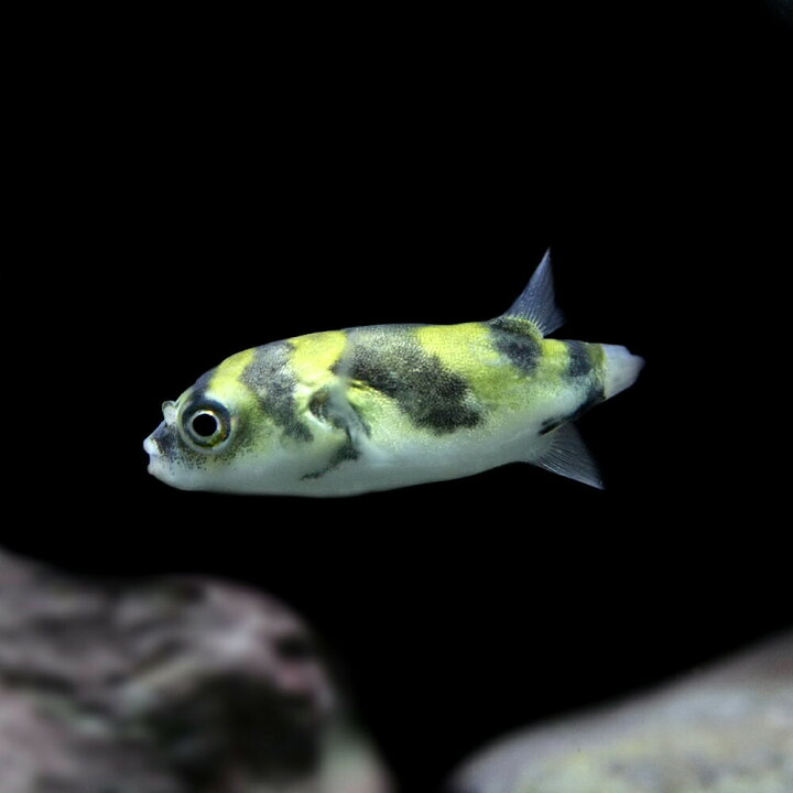 楽天市場 熱帯魚 生体 淡水南米フグ 約６cm １匹 水槽 熱帯魚 観賞魚 飼育 生体 通販 販売 アクアリウム あくありうむ 小型 ネオス 楽天市場店