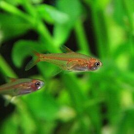 (熱帯魚 生体)レッドテトラ（ファイヤーテトラ）　（約2cm）（3匹）【ネッタイギョ】【水槽/熱帯魚/観賞魚/飼育】【生体】【通販/販売】【アクアリウム/あくありうむ】【小型】