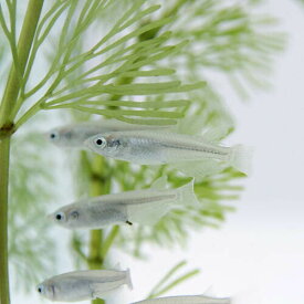 （めだか）青メダカ　（約1.5-2cm）(10匹)【水槽/熱帯魚/観賞魚/飼育】【生体】【通販/販売】【アクアリウム/あくありうむ】【小型】