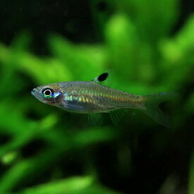 (熱帯魚 生体)ブルーアイラスボラ　（約1.5-2cm）（5匹）