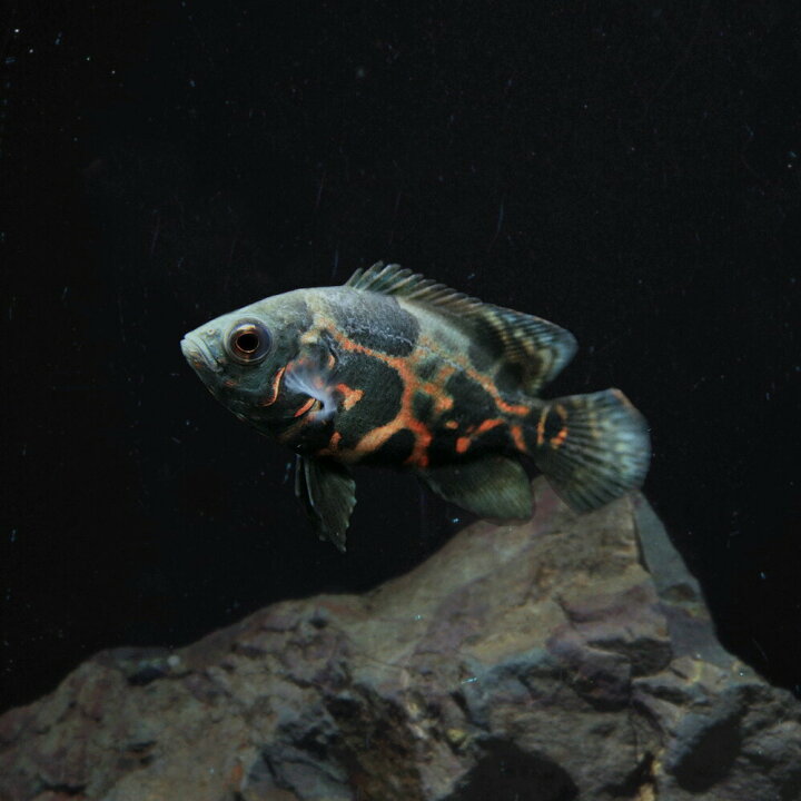 楽天市場 熱帯魚 生体 タイガーオスカー 約４cm １匹 水槽 熱帯魚 観賞魚 飼育 生体 通販 販売 アクアリウム あくありうむ 小型 ネオス 楽天市場店