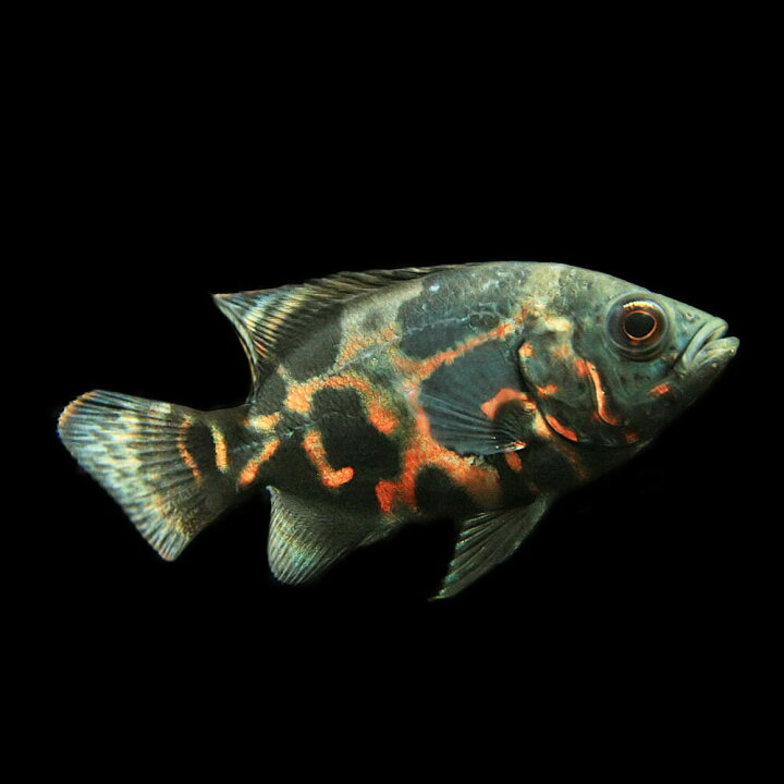 楽天市場】(熱帯魚 生体)タイガーオスカー （約4-5cm)(1匹) : ネオス 
