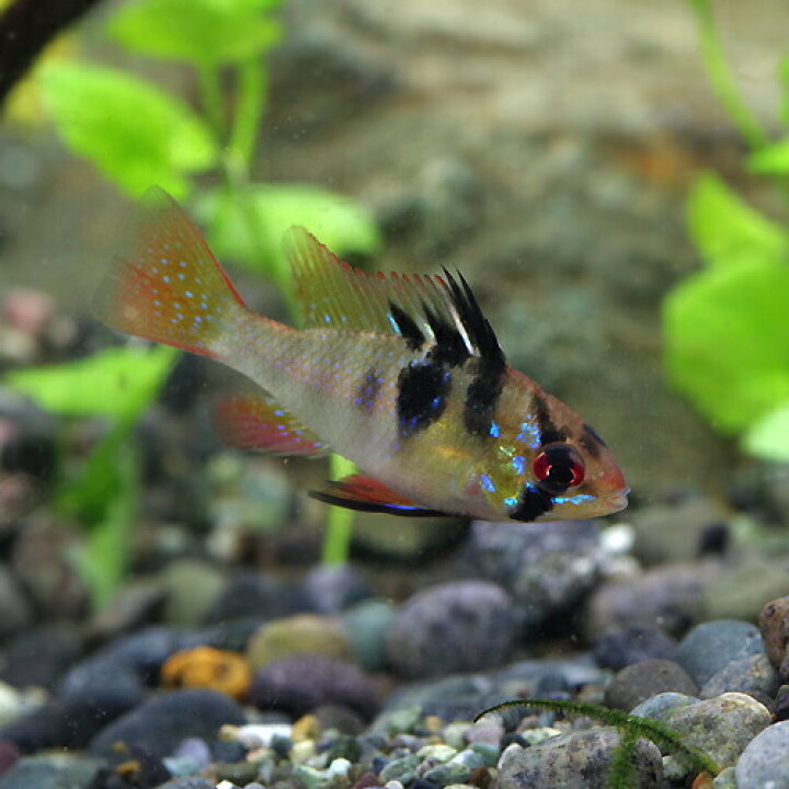 楽天市場 熱帯魚 生体 ドイツラミレジィ 約３cm １匹 水槽 熱帯魚 観賞魚 飼育 生体 通販 販売 アクアリウム あくありうむ 小型 ネオス 楽天市場店