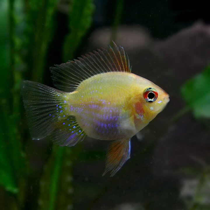 楽天市場 熱帯魚 生体 ゴールデンバルーンラミレジィ 約２ ５ ３cm １匹 水槽 熱帯魚 観賞魚 飼育 生体 通販 販売 アクアリウム あくありうむ 小型 ネオス 楽天市場店