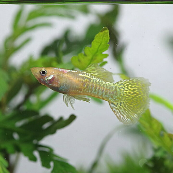 楽天市場 熱帯魚 生体 ゴールデンコブラグッピー 外国産 約３cm ３ペア 水槽 熱帯魚 観賞魚 飼育 生体 通販 販売 アクアリウム あくありうむ 小型 ネオス 楽天市場店