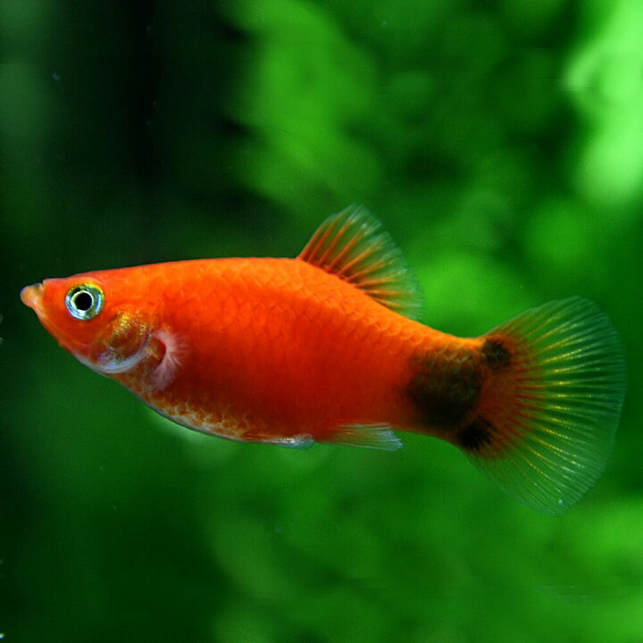 楽天市場 熱帯魚 生体 レッドミッキーマウスプラティ 約３ ３ ５cm ６匹 ねったいぎょ 水槽 熱帯魚 観賞魚 飼育 生体 通販 販売 アクアリウム あくありうむ 小型 ネオス 楽天市場店
