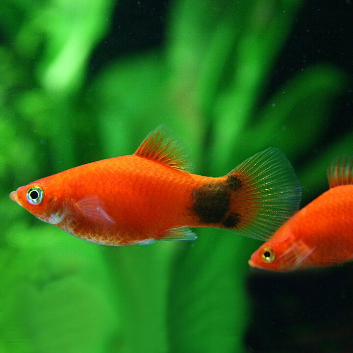 楽天市場 熱帯魚 生体 レッドミッキーマウスプラティ 約３ ３ ５cm ６匹 ねったいぎょ 水槽 熱帯魚 観賞魚 飼育 生体 通販 販売 アクアリウム あくありうむ 小型 ネオス 楽天市場店