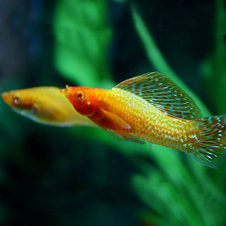 楽天市場 熱帯魚 生体 ゴールデンセルフィンモーリー 約５cm １ペア 水槽 熱帯魚 観賞魚 飼育 生体 通販 販売 アクアリウム あくありうむ 小型 ネオス 楽天市場店