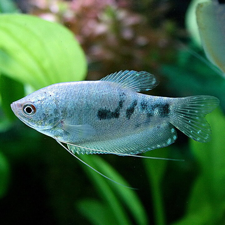 楽天市場 熱帯魚 生体 マーブルグラミー 約４cm ３匹 水槽 熱帯魚 観賞魚 飼育 生体 通販 販売 アクアリウム あくありうむ 小型 ネオス 楽天市場店