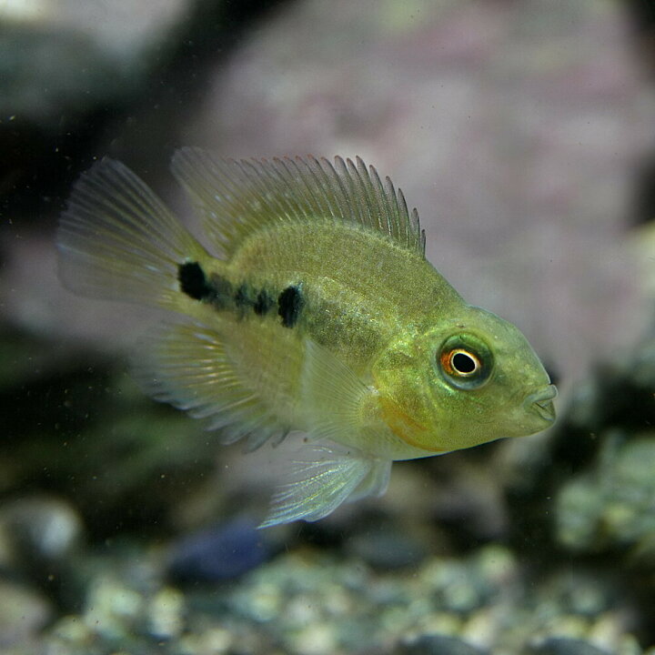 楽天市場】(熱帯魚 生体)パロットファイヤーシクリッド （約3cm 