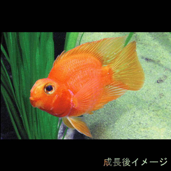 最大44 Offクーポン 即決 熱帯魚 パロットファイヤーシクリッド Www iwearparts Com