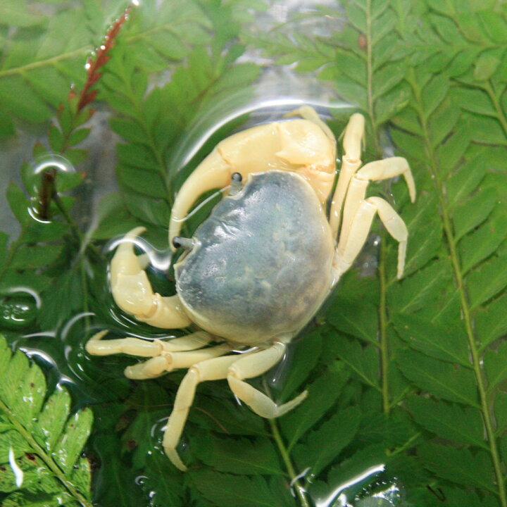 楽天市場 カニ サワガニ ブルー 甲長3cm 1匹 水槽 熱帯魚 観賞魚 飼育 生体 通販 販売 アクアリウム あくありうむ 小型 ネオス 楽天市場店 楽天市場 カニ サワガニ ブルー 甲長3cm 1匹 水槽 熱帯魚 観賞魚 飼育 生体 通販 販売 アクアリウム あくありうむ 小型 ネオス 楽天市場店