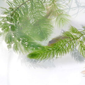 (水草)マツモ　（5本）【水槽/熱帯魚/観賞魚/飼育】【生体】【通販/販売】【アクアリウム/あくありうむ】【小型】