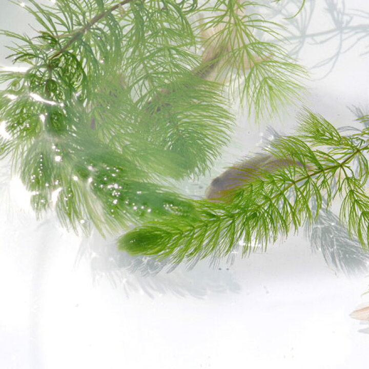 楽天市場】(水草)マツモ （1本）【水槽/熱帯魚/観賞魚/飼育】【生体 