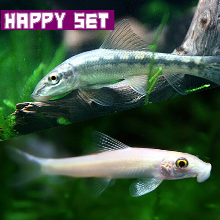楽天市場】(熱帯魚セット)【ハッピーセット】アルジイーター（約4cm 