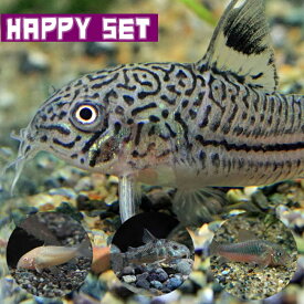 (熱帯魚セット)【ハッピーセット】コリドラス ジュリー（約2-3cm)(1匹) ＋ コリドラス ミックス(赤・白・パレアタス )（約3cm)(3匹)【水槽/熱帯魚/観賞魚/飼育】【生体】【通販/販売】【アクアリウム/あくありうむ】【小型】