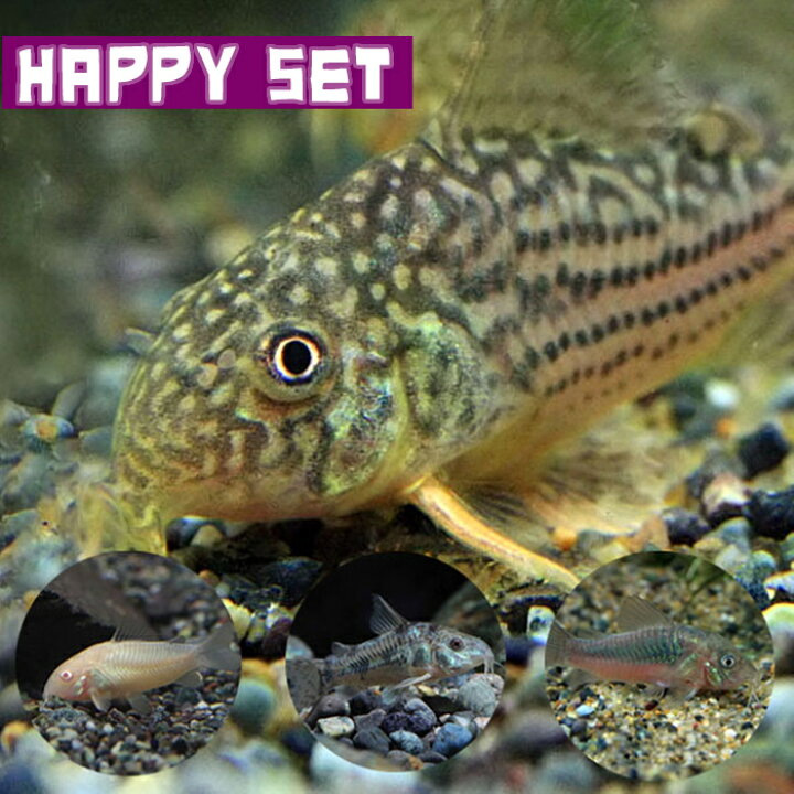 楽天市場】(熱帯魚セット)【ハッピーセット】コリドラス ステルバイ 