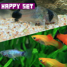 (熱帯魚セット)【ハッピーセット】コリドラス　パンダ　（約2.5cm)(2匹) ＋ ミックスプラティ　（約3cm)（5匹）