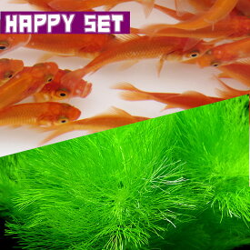 (金魚セット) 【ハッピーセット】和金S　（約3－4cm)(10匹) ＋ カボンバ(5本)