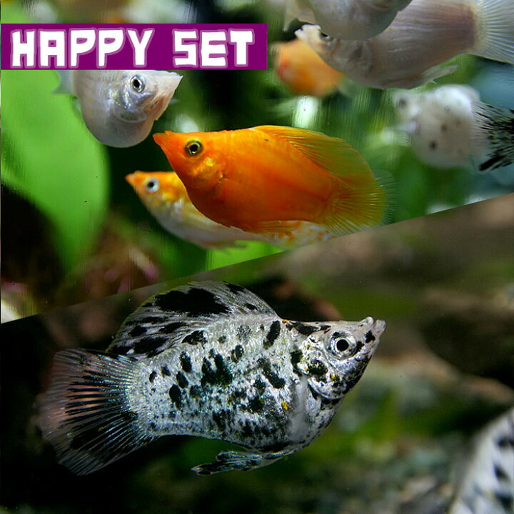 楽天市場】(熱帯魚セット)【ハッピーセット】ミックスバルーンモーリー 