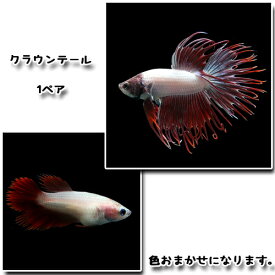 (熱帯魚 生体)ベタ　クラウンテール（1ペア）【水槽/熱帯魚/観賞魚/飼育】【生体】【通販/販売】【アクアリウム/あくありうむ】【小型】