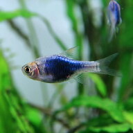 (熱帯魚)ラスボラ　ヘテロモルファ　プラチナブルー　（約2cm）（10匹）