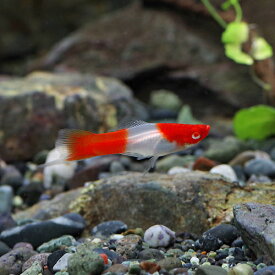 (スーパーセール)(熱帯魚 生体)アルビノ紅白ソードテール　（約3-4cm）（5匹）