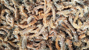 yCނ̒ԁzނ蓿p1K@GR@JCAACiނɍœKi2023NVŉHj