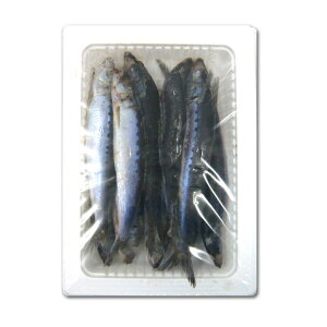 テンヤ用イワシ(船用)10~11匹入り 浜市 クール便 刺し餌 タチウオ テンヤ タチウオの船釣りに最適