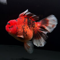 楽天市場】金魚 ジャンボ（観賞魚｜熱帯魚・アクアリウム）：ペット 