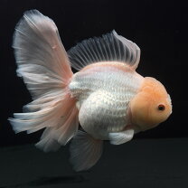 楽天市場】金魚 ジャンボ（観賞魚｜熱帯魚・アクアリウム）：ペット 