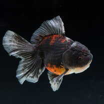 楽天市場】ローズテールオランダ（観賞魚｜熱帯魚・アクアリウム 