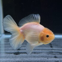 楽天市場】ローズテールオランダ（観賞魚｜熱帯魚・アクアリウム 