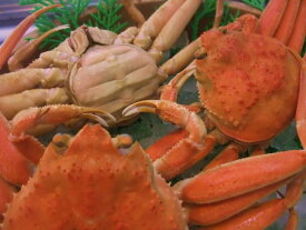 香箱ガニ（中サイズ）3～7杯（せいこがに・せこがに）【楽ギフ_のし】