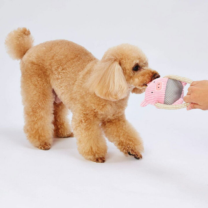 楽天市場 犬用おもちゃ アドメイト ふわふわデンタルロープぬいぐるみ ぶた 超小型犬 小型犬デンタルトイ かわいい ブタ 笛入 ペットガーデン紀三井寺