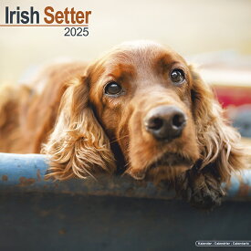 【予約】 ペット カレンダー 2025年 壁掛け 犬 ドッグ アイリッシュセッター 海外輸入版 書き込み 犬種別 大判 暦 イギリス ペット フルカラー 写真【2024年9月下旬頃順次発送】