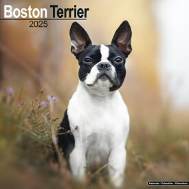 【予約】 ペット カレンダー 2025年 壁掛け 犬 ドッグ ボストンテリア 海外輸入版 書き込み 犬種別 大判 暦 イギリス ペット フルカラー 写真【2024年9月下旬頃順次発送】