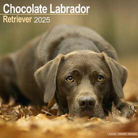 【予約】 ペット カレンダー 2025年 壁掛け 犬 ドッグ ラブラドールレトリバー チョコレート 海外輸入版 書き込み 犬種別 大判 暦 イギリス ペット フルカラー 写真【2024年9月下旬頃順次発送】