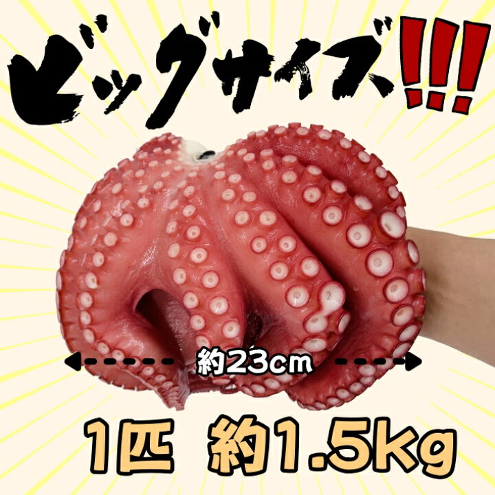 楽天市場 送料無料 国産 天然 たこ湯たこ 1匹 約1 5ｋｇ 天然 鮮度抜群 たこ タコ 蛸 急速冷凍 ワンフローズン 新鮮 お刺身 たこ酢 酢ダコ おでん 唐揚げ カルパッチョ たこぶつ たこやき 明石焼き 天ぷら たこめし サラダ たっぷり1 5ｋ 食楽専科