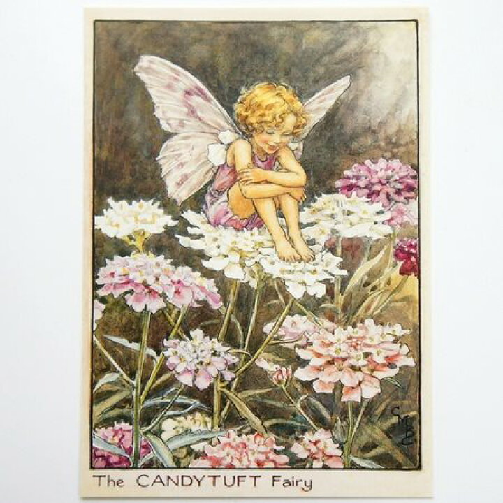 楽天市場 フラワーフェアリーズ ポストカード The Candytuft Fairy フラワーフェアリーズ ポストカード 花の妖精たち 絵葉書 キャンディタフトの妖精 プリザーブドフラワーフルールサラ