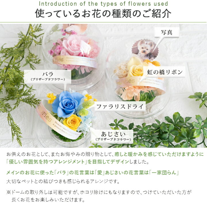 楽天市場】ペットのお供え 虹花 【写真対応無料】プリザーブドフラワー 仏花 ペット 供養 花 お悔やみ 贈り物 即日 お供え ブリザードフラワー 虹の橋  ペット用 法事 お供え物 四十九日 一周忌 ペットロス : FLABEL